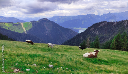 cows in the mountains, mountains, see among mountains, cows, Austria