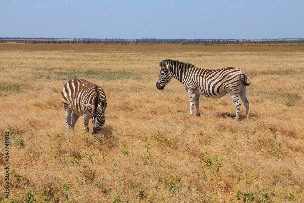 Zebras in the Ukrainian steppe on the territory of the national nature reserve Zebras in the Ukrainian steppe on the territory of the national nature reserve
