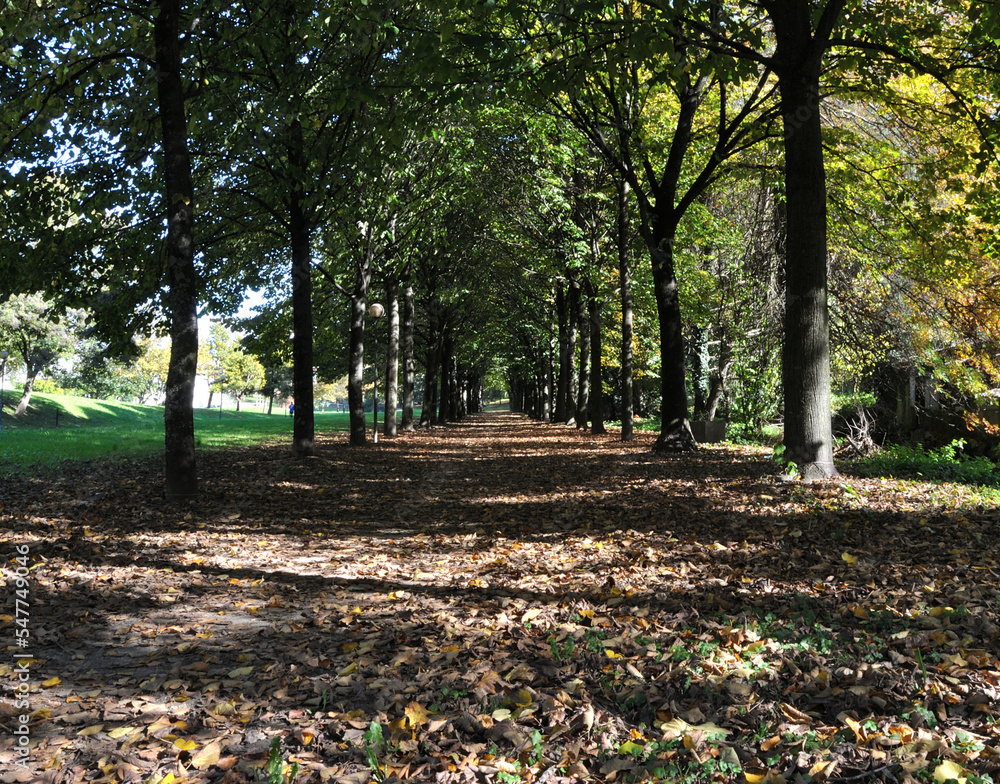 Passage through a tunnel of trees with fallen leaves on the ground, autumnal atmosphere, colors and freshness