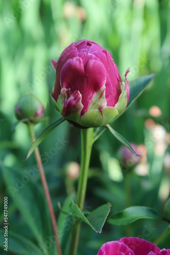 Blüte einer Pfingstrose