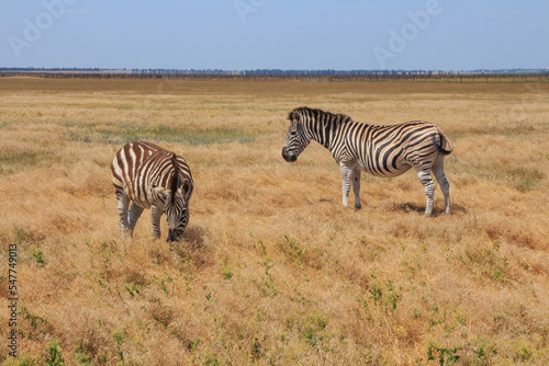 Zebras in the Ukrainian steppe on the territory of the national nature reserve  Askania Nova . Kherson region  Ukraine