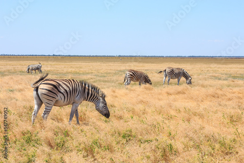 Zebras in the Ukrainian steppe on the territory of the national nature reserve  Askania Nova . Kherson region  Ukraine