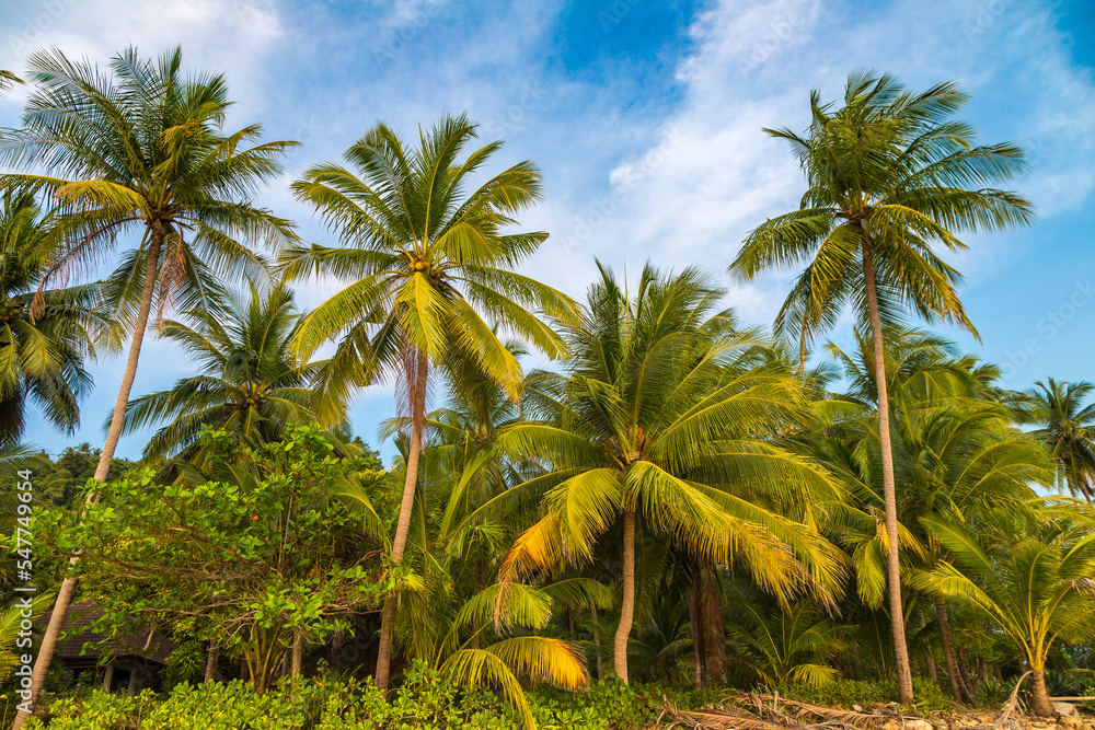 Palm tree at tropical beach