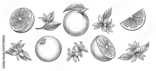Orange fruit engraving
