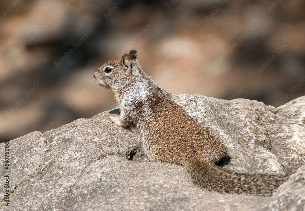 Naklejka premium California ground squirrel, Yosemite National Park, California, US