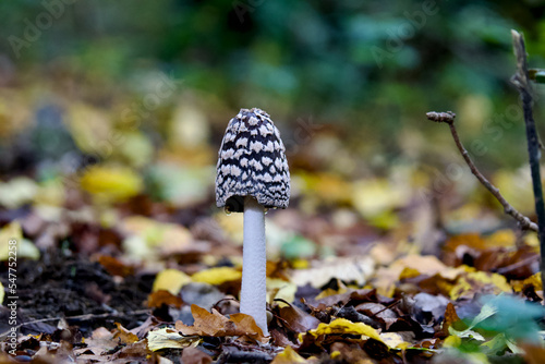 One beautiful black and white mushroom on an autumn forest.
