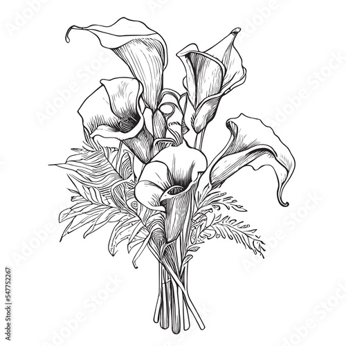 Bouquet of calla lilies sketch hand drawn Vector illustration.