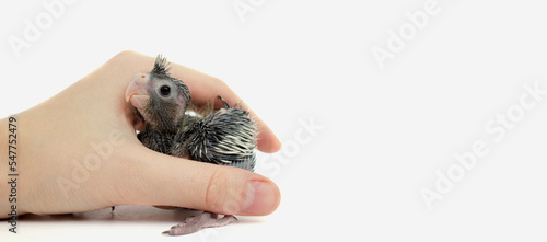 a human in his hands holds a cockatiel parrot chick on a white background, a banner