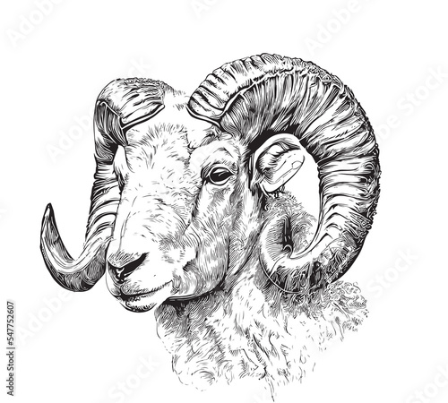 Portrait of sheep farm animal hand drawn sketch Agriculture farm Vector illustration.