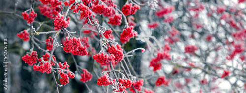 Frost-covered red rowan berries on a tree in winter
