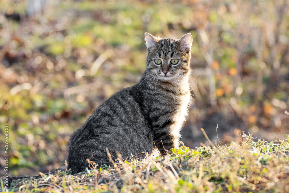Young striped cat with a close look in the garden on a blurred background