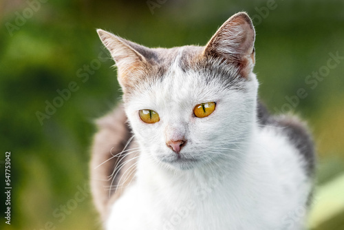 White spotted cat in the garden on a blurred background close-up