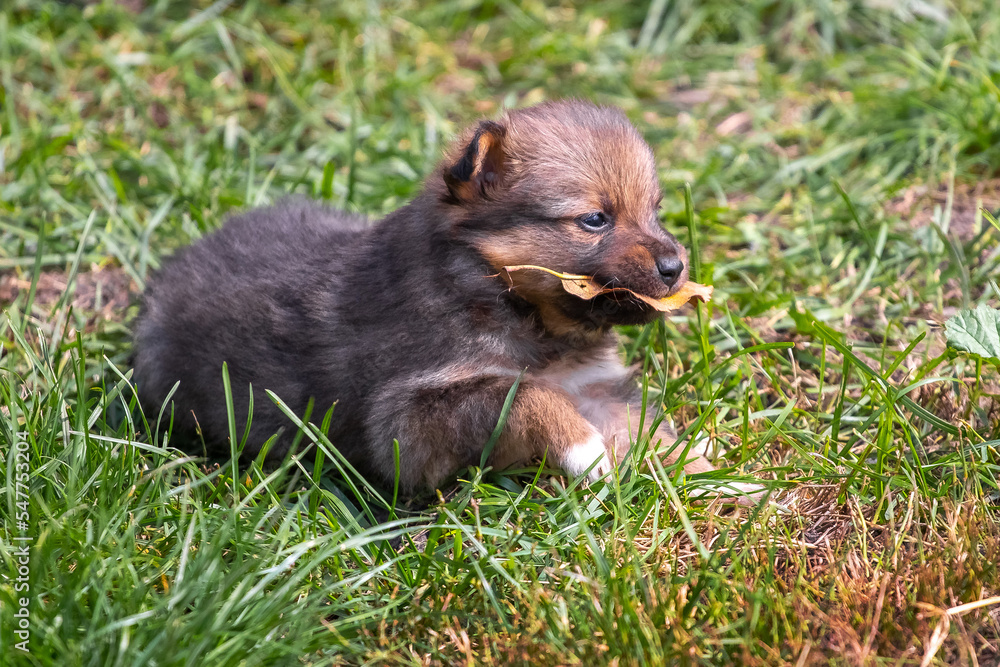 A small brown puppy with a dry autumn leaf in its teeth A small brown puppy with a dry autumn leaf in its teeth