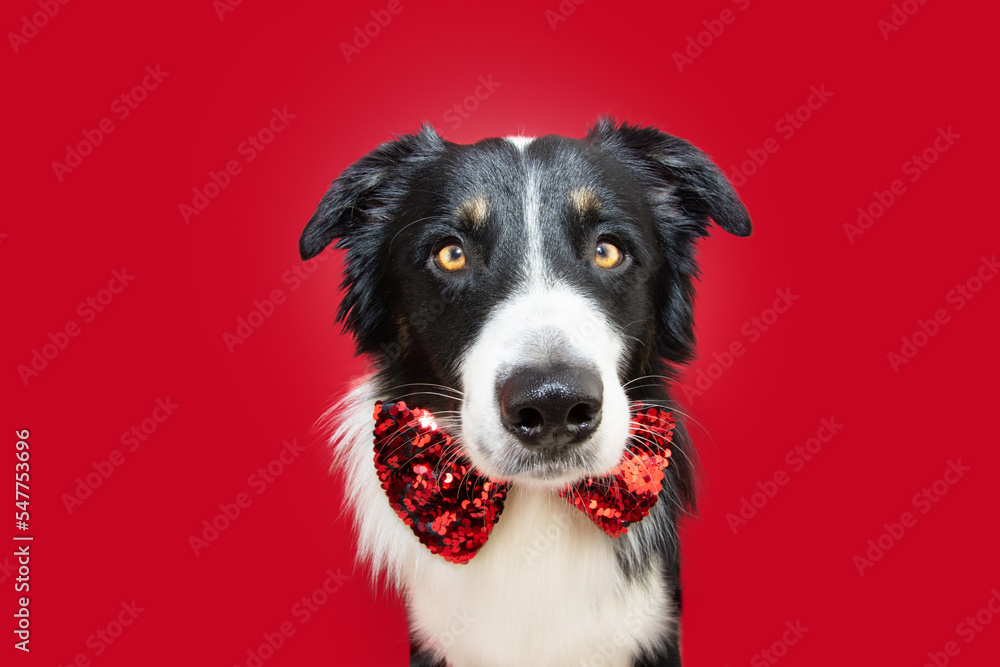 Portrait border collie dog celebrating christmas or valentine's day wearing a bowtie. Isolated on red background Portrait border collie dog celebrating christmas or valentine's day wearing a bowtie. Isolated on red background