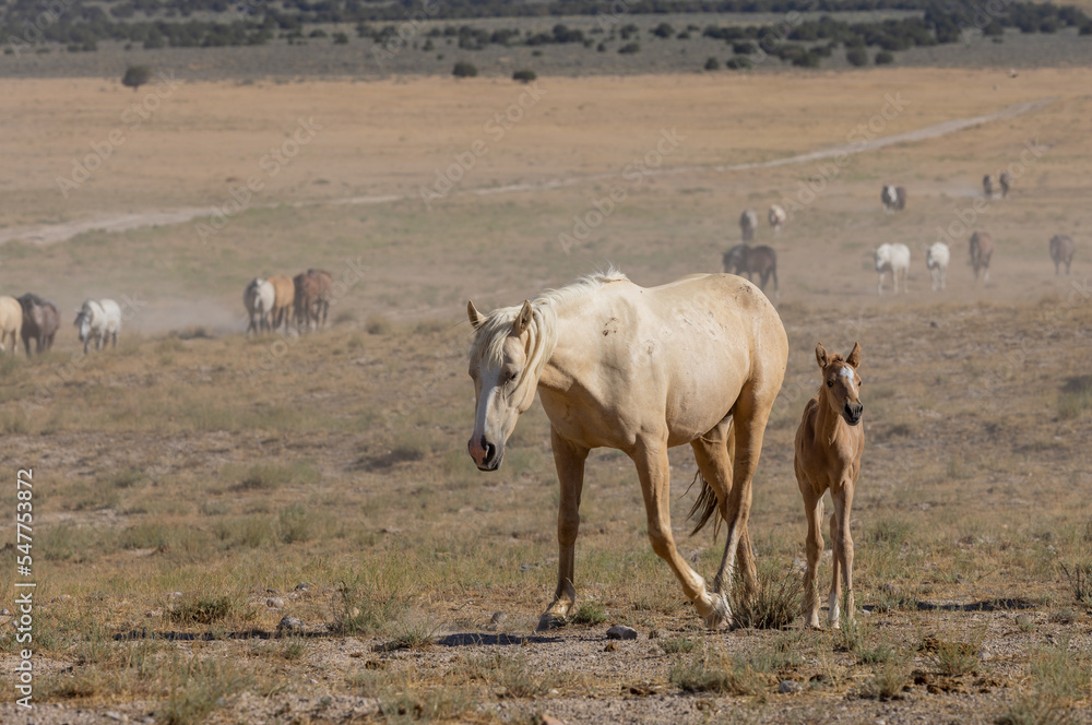 Obraz premium Wild Horse Mare and Foal in the Utah Desert