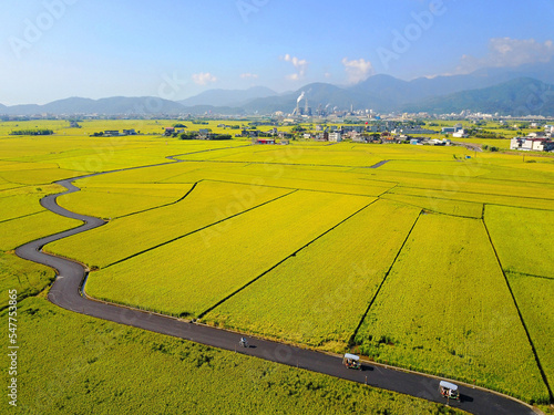 Aerial view of a curvy country lane winding thru the beautiful landscape of rice paddy fields in the season of golden harvest, with houses in the farmlands and mountains in background in Yilan, Taiwan