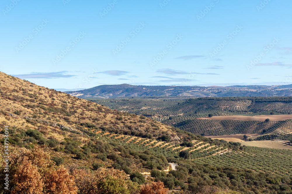 Large expanses of olive trees on cultivated hills in Andalucia (Spain) a sunny autumn morning