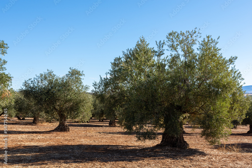 Rows of olive trees in the countryside in Andalucia (Spain) a sunny autumn morning Rows of olive trees in the countryside in Andalucia (Spain) a sunny autumn morning