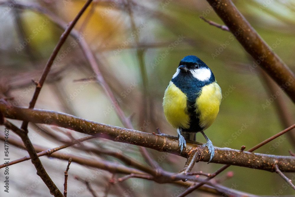 bird watching, great tit looking for food bird watching, great tit looking for food