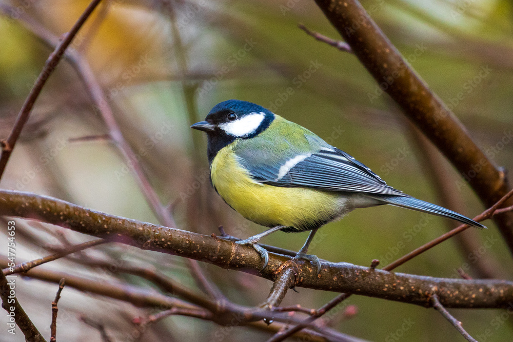 bird watching, great tit looking for food bird watching, great tit looking for food