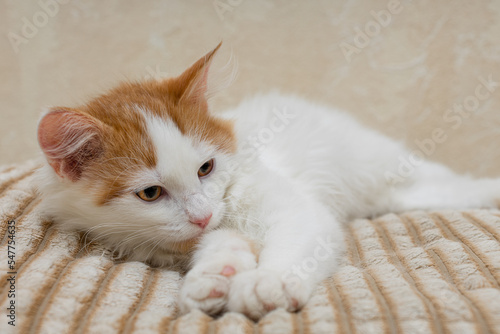 domestic kitten lies on a soft blanket.