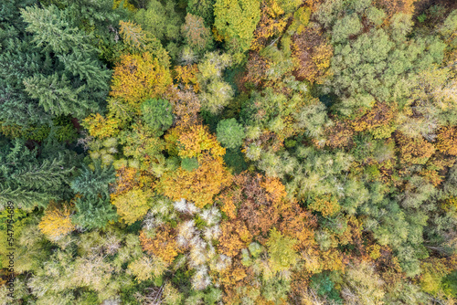 Aerial view of colorful autumn forest