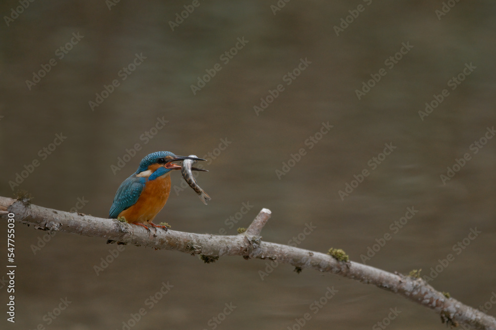 eisvogel, wild lebende tiere, bird, natur, tier, blau,