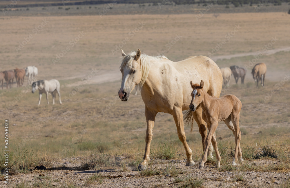 Wild Horse Mare and Foal in Summer in the Utah Desert