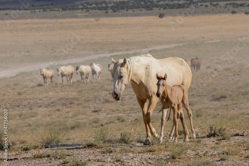 Fototapeta Naklejka Na Ścianę i Meble -  Wild Horse Mare and Foal in Summer in the Utah Desert