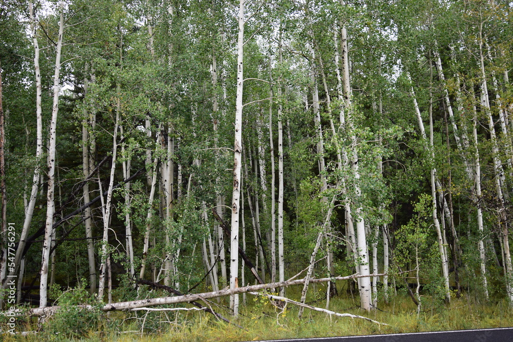 Obraz premium Horizontal landscape of green and gold aspen trees in autumn in Colorado mountains