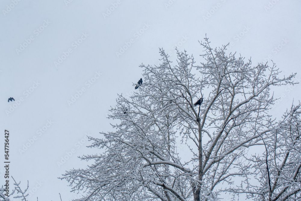 Ravens sits on the top of beautiful tree in the frost in winter, selected focus.