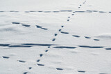 Animal tracks crossing frozen lake in winter