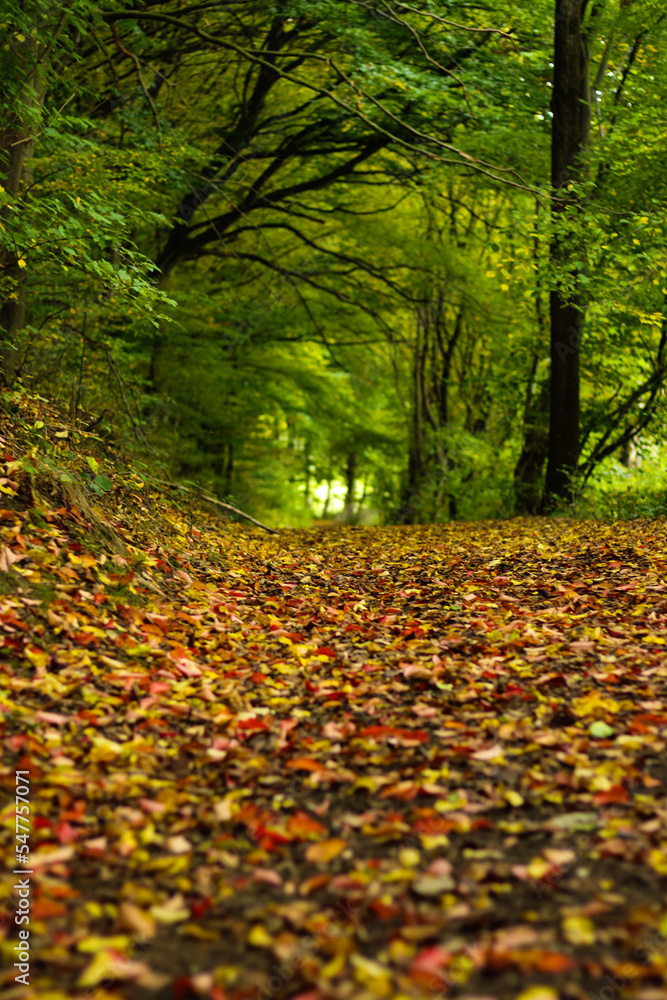 autumn in the forest autumn in the forest