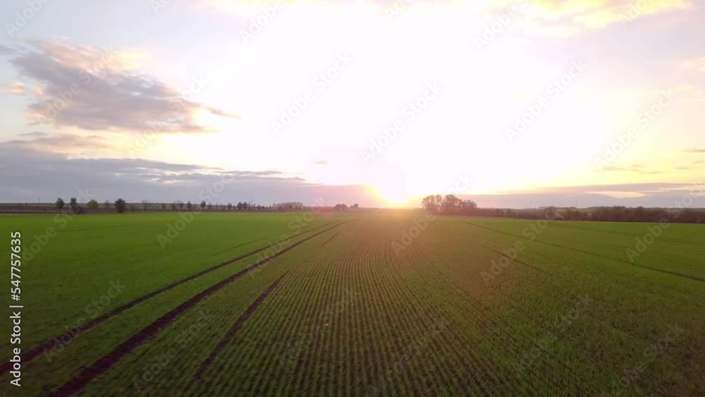 Landscape with grass field and sky during golden hour - Dynamic Landscape with grass field and sky during golden hour - Dynamic