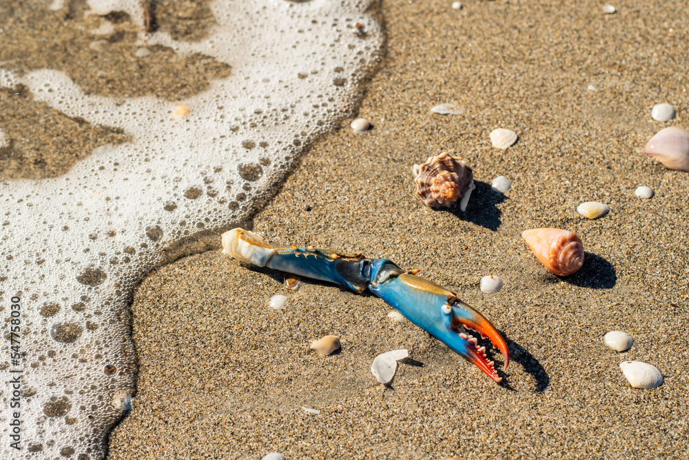 Obraz premium Remains of the body of a dead crab on the beach. Atlantic blue crab. Crab claw on the sand with some hermit crab shell and clams near the sea with the foam of a wave. environmental disaster.