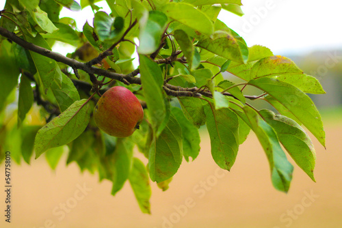 Apple tree