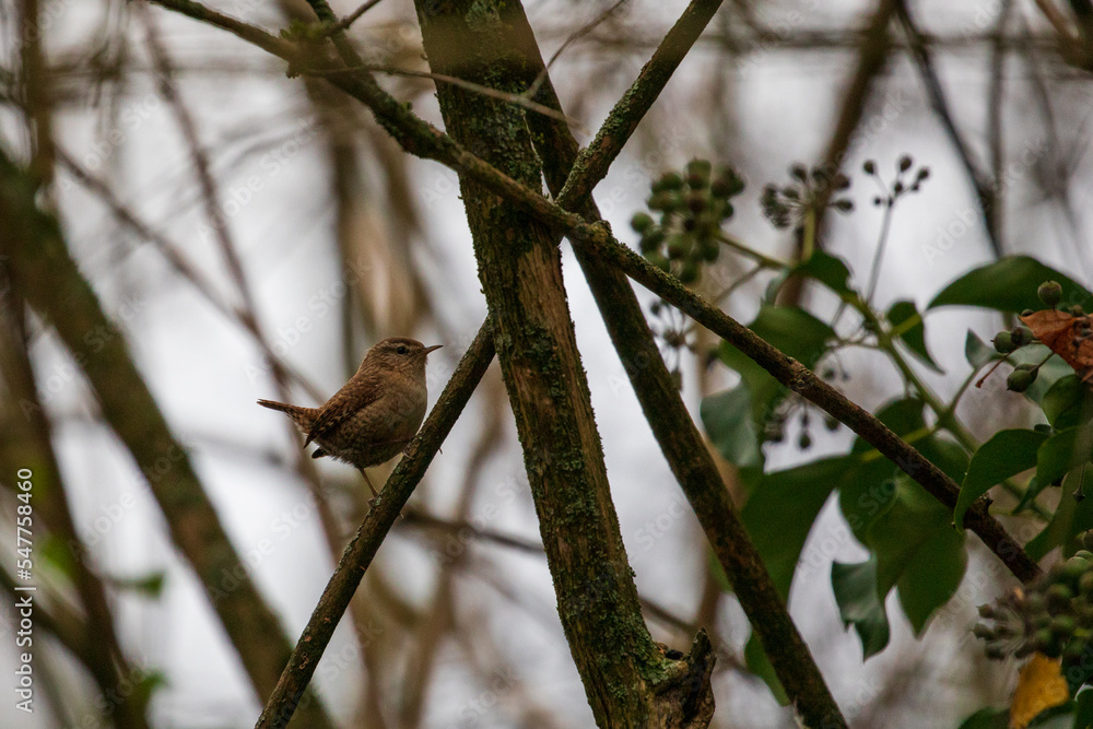 Obraz premium wren sitting on a twig
