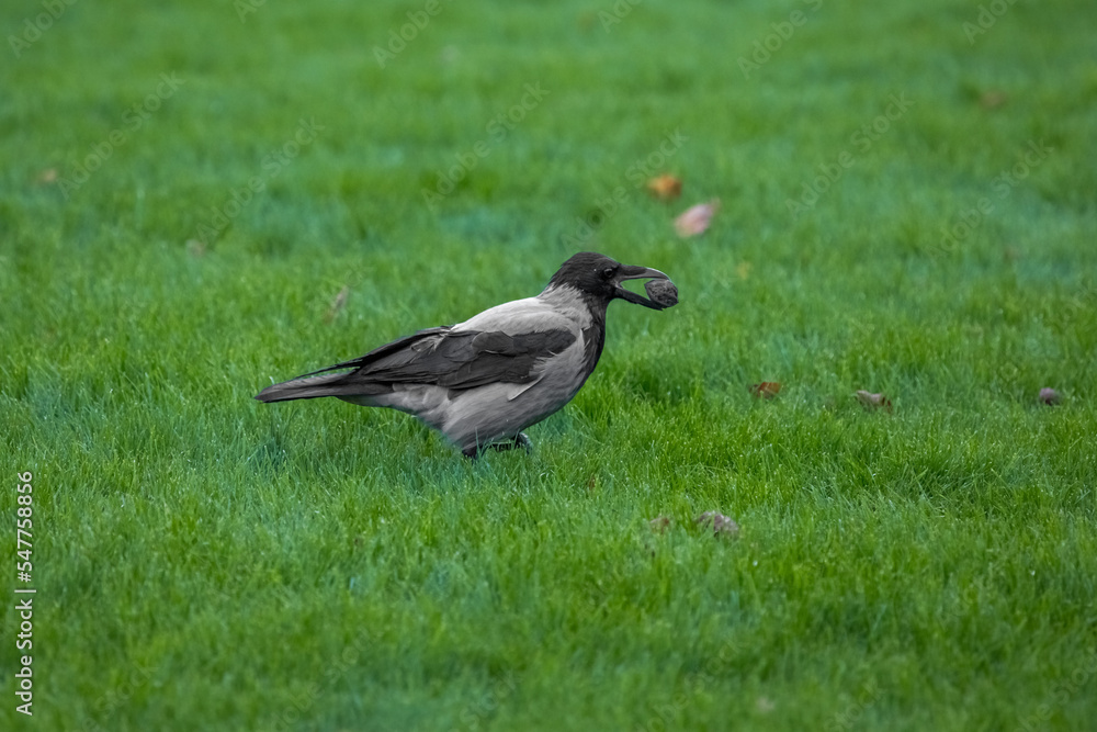 Obraz premium A crow in the park. Bird feeding. A small bird. A crow is looking for food. Big beak.