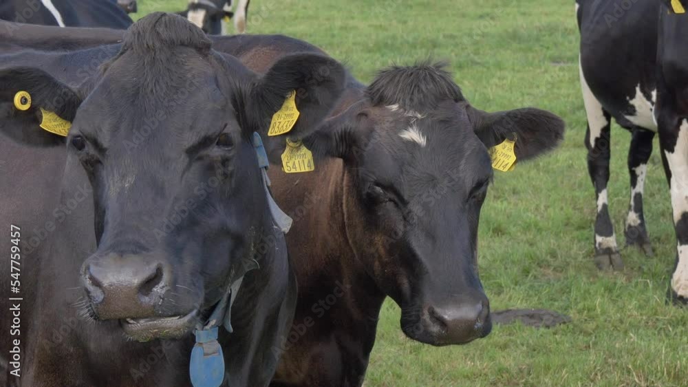 Black cows slowly chewing grass, close-up. Cattle on the pasture. Black cows slowly chewing grass, close-up. Cattle on the pasture.