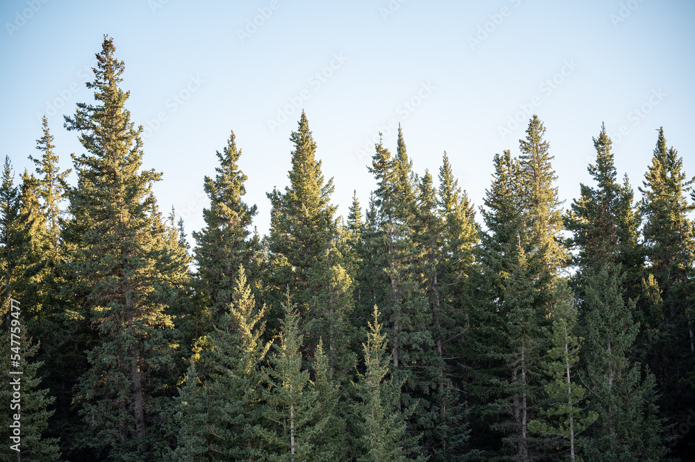 Snow covered conifer trees in winter