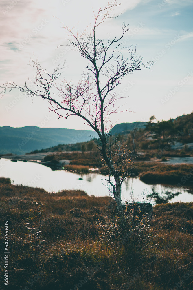 Tree without leafs on top of a mountain during autumn in Norway