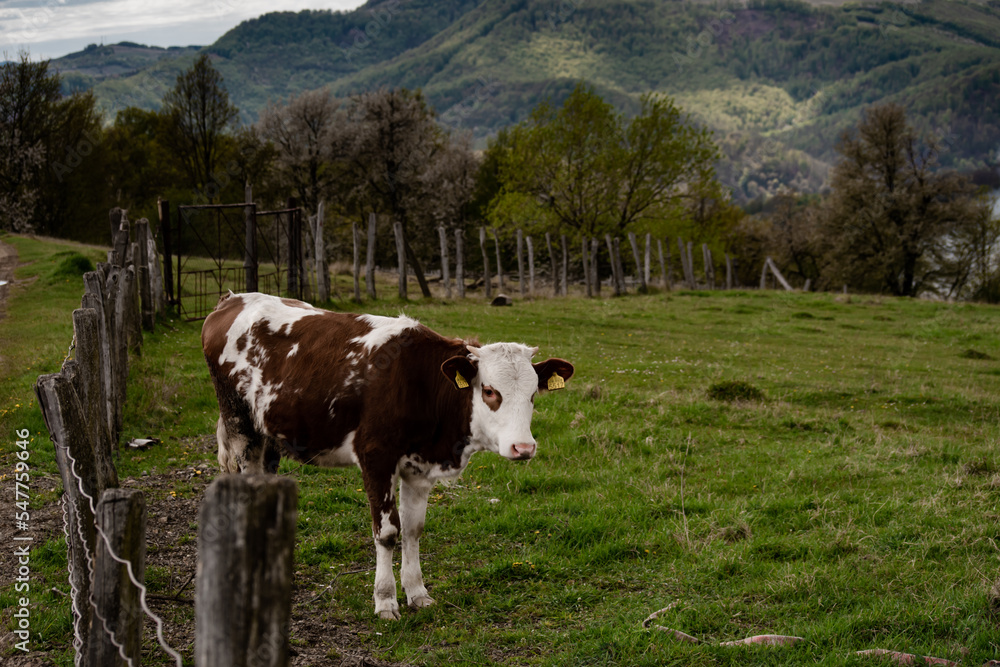 Spring nature landscape in Apuseni Mountains Romania