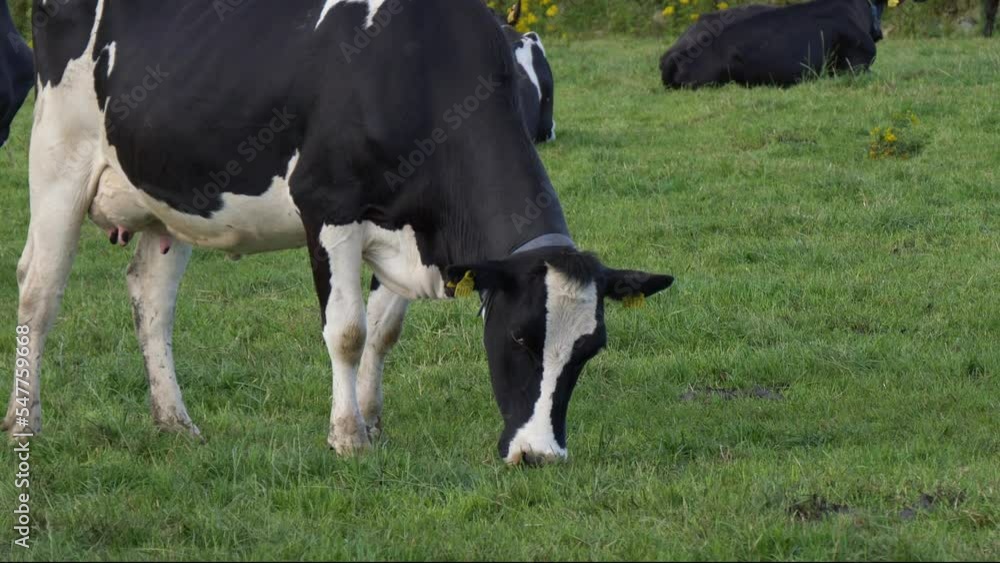 A black and white cow eats grass in a farmer's field. A black and white cow eats grass in a farmer's field.