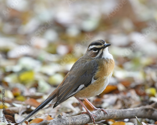 Bearded Scrub Robin foraging in  leaf litter photo