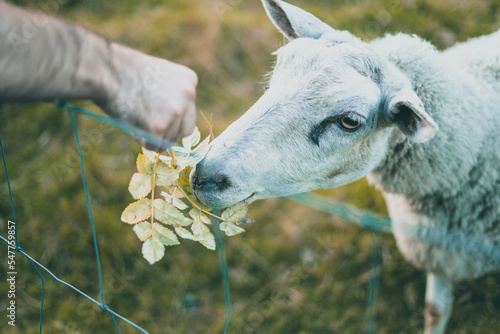 Sheep getting fed with some leafs