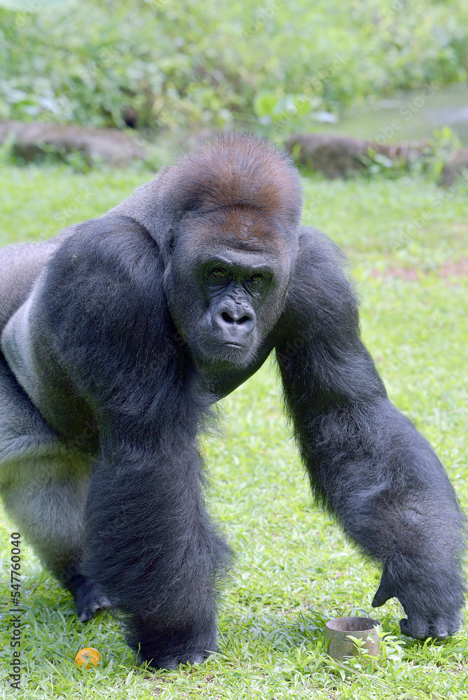 The gentle giant, Lowland silverback gorilla The gentle giant, Lowland silverback gorilla
