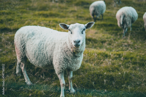 Curious sheep isolated on a farm in Norway