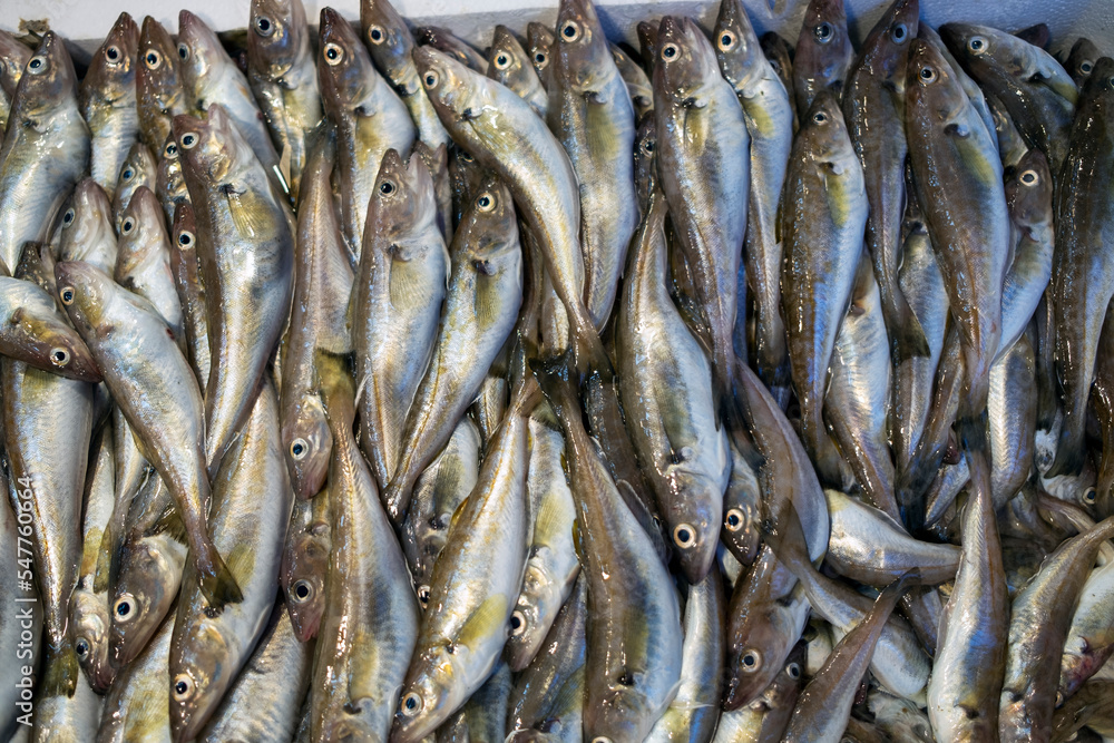 the haddocks in a fish market the haddocks in a fish market