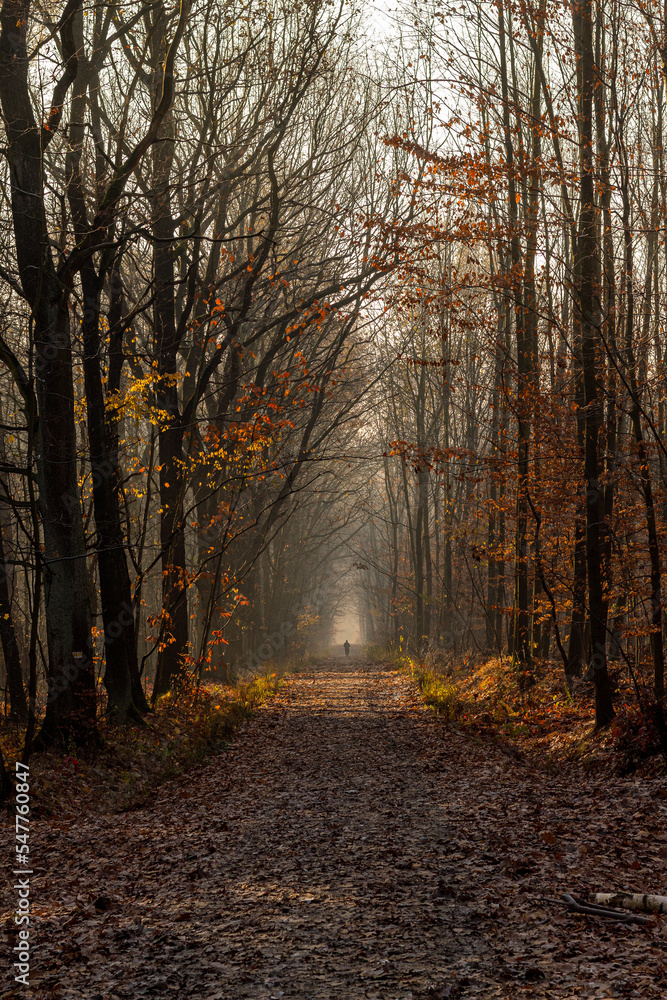 Obraz premium Biegacz na leśne scieżce