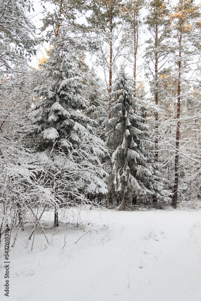 Fototapeta premium Snow-covered fir trees in a coniferous forest in frosty weather before Christmas